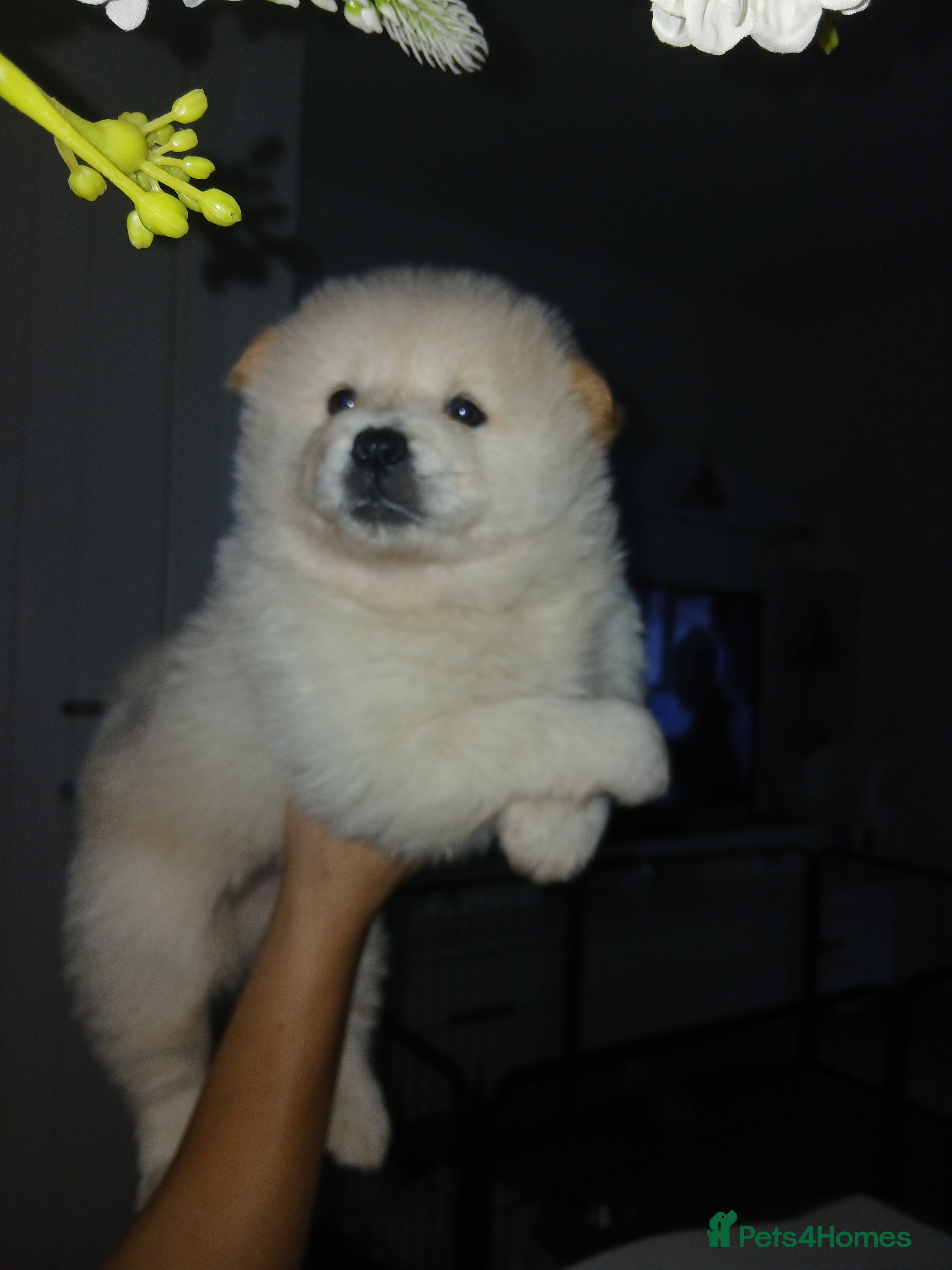 Mixed Breed dogs 5 stunning hybrid chowskis pups - Advert 8