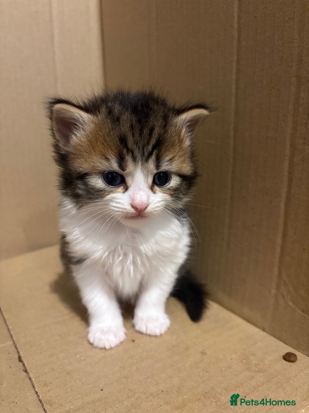 Domestic Shorthair cats for sale: 5 Beautiful Kittens 🖤 - Image 9