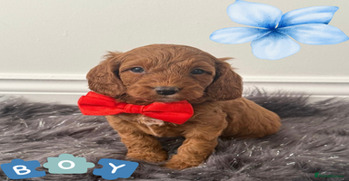 Cavapoo dogs - Advert 16