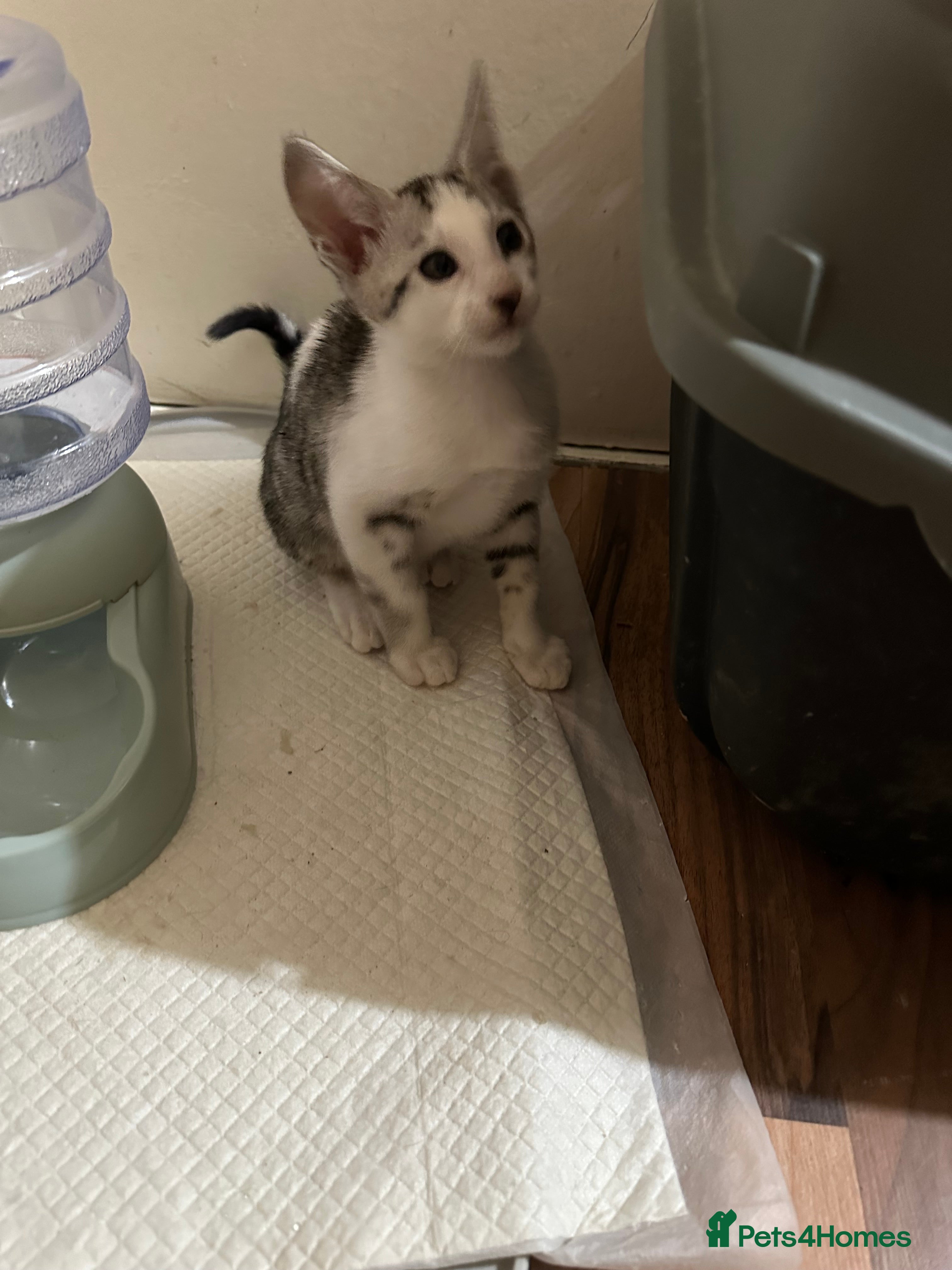 Mixed Breed cats Crossed Peterbald  - Advert 2