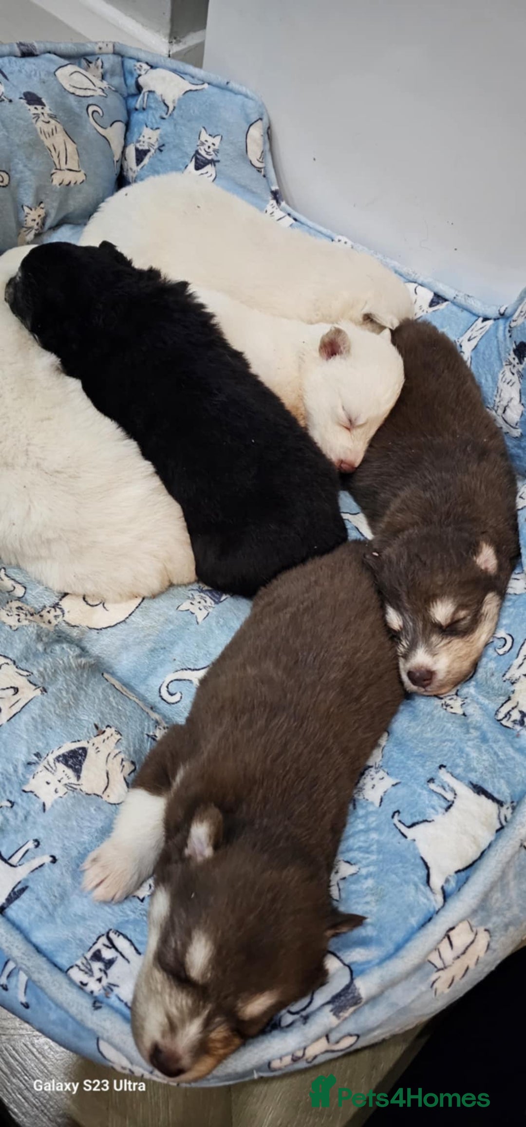 Siberian Husky dogs for sale: Wooly Siberian huskies - all Blue Eyes - Advert 8