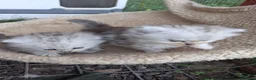 Mixed Breed cats for sale: 2 Beautiful British long hair cross kittens  - Advert 7