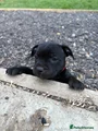 Staffordshire Bull Terrier 4