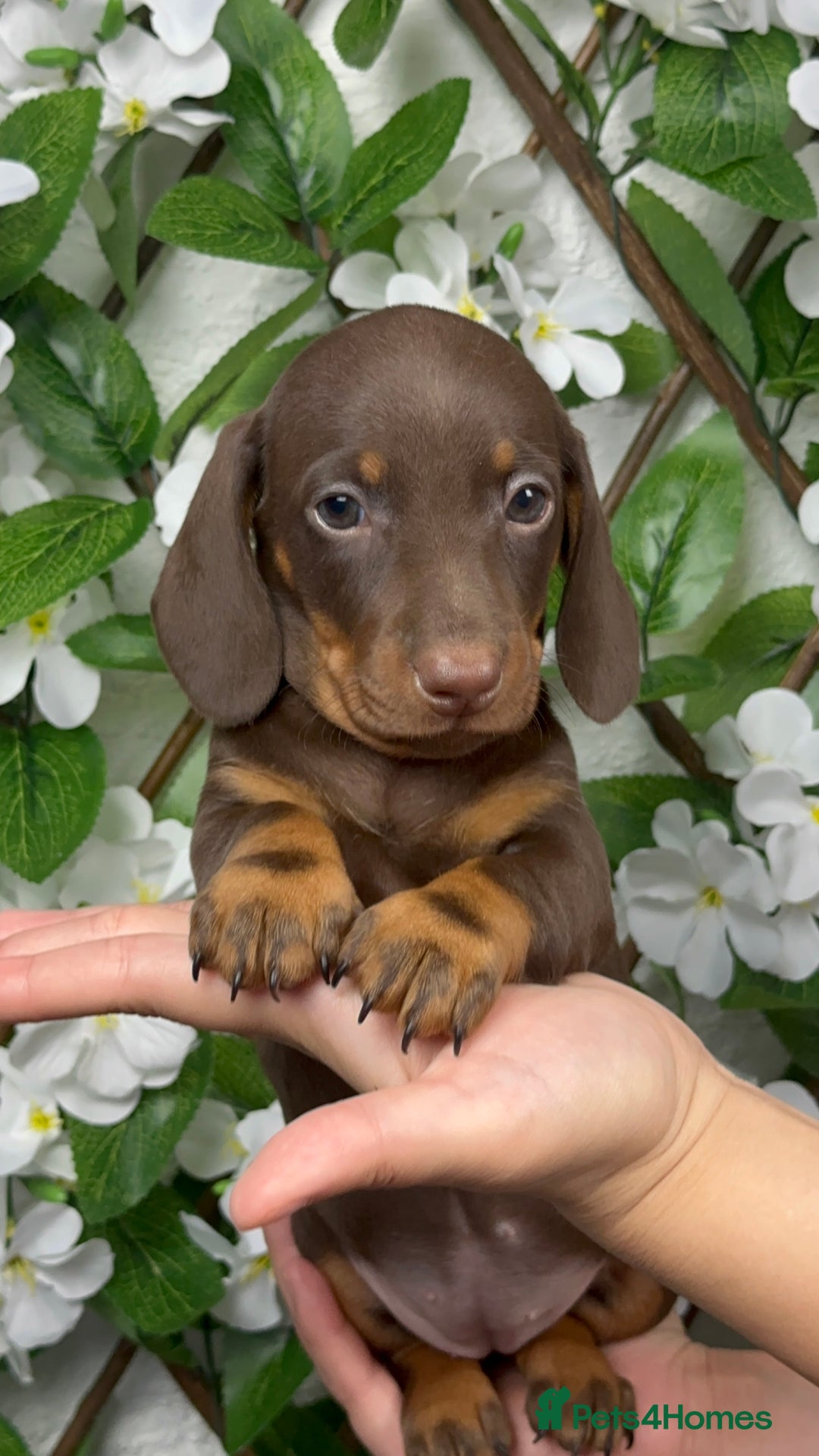 Miniature Dachshund dogs for sale: 🐾𝕊𝕞𝕠𝕠𝕥𝕙 𝕙𝕒𝕚𝕣𝕖𝕕 𝕡𝕦𝕡𝕡𝕚𝕖𝕤🐾 - Image 2