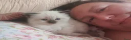 Ragdoll cats for sale: 4 x Fluffy Ragdoll Chocolate Sealpoint kittens - Advert 18