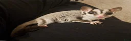 Sugar Glider rodents for sale: Bond pair of Male suger gliders. Both nurtured.  in Lincoln - Advert 8