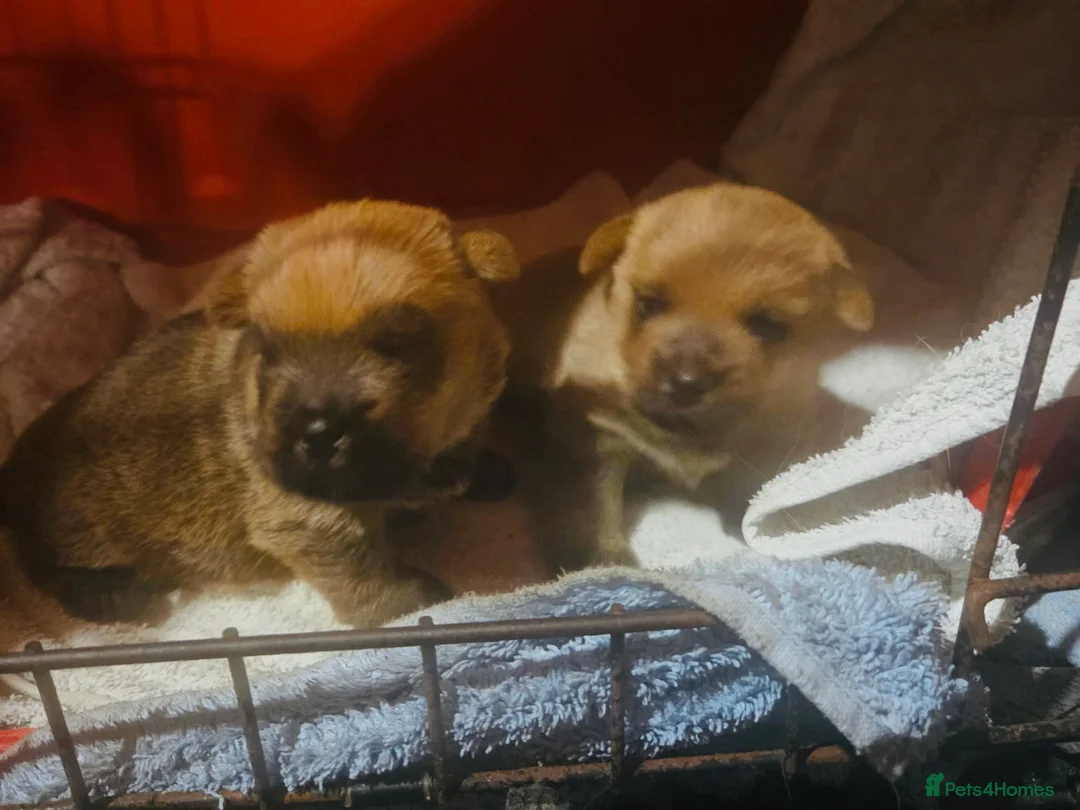 Norfolk Terrier dogs for sale: KC Norfolk Terrier pups - Advert 3