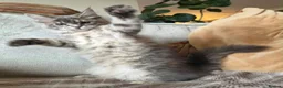Maine Coon cats for sale: 🔥 CHAMPION RUSSIAN LINE XXL MAINE COON VACCINATED - Advert 12