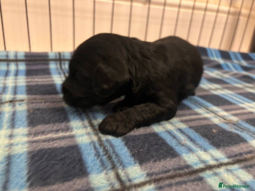 Cockapoo dogs for sale: F2 Cockapoo Puppies - Advert 14