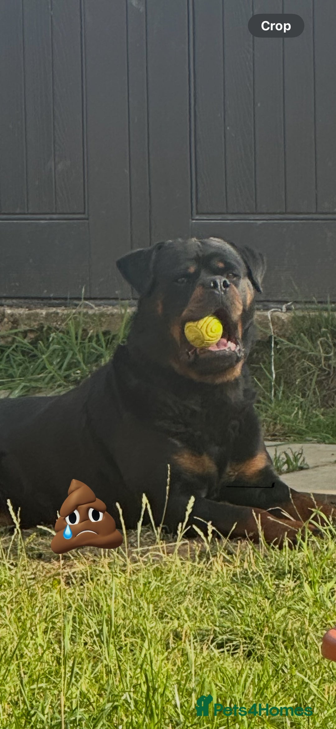 Rottweiler dogs for stud: Rottweiler  - Advert 1