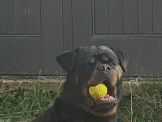 Rottweiler dogs Rottweiler - Advert 5