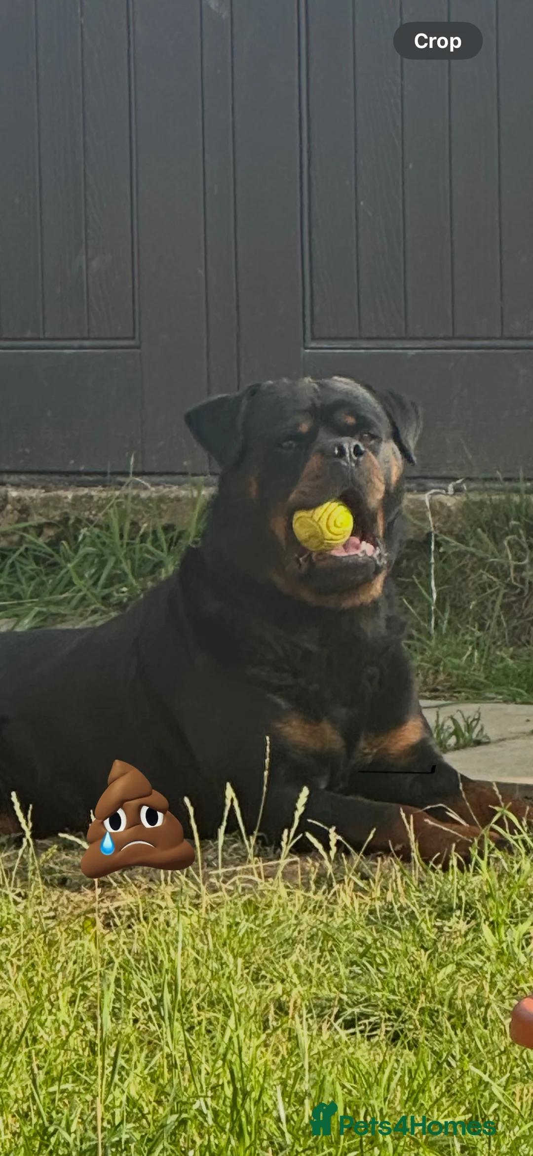 Rottweiler dogs for stud: Rottweiler  - Advert 1