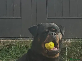 Rottweiler dogs Rottweiler - Advert 1