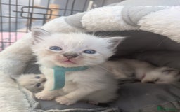 Ragdoll cats for sale: Ragdolls - Image 2
