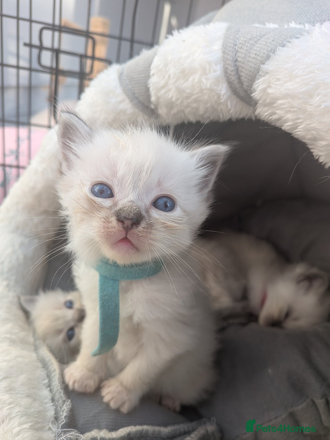 Ragdoll cats for sale: Ragdolls - Image 2