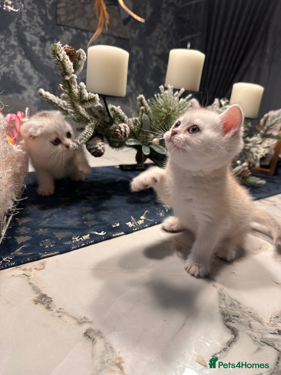 Scottish Fold cats for sale: Adorable Scottish Fold/Straight kittens  - Advert 1