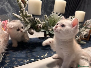 Scottish Fold cats Adorable Scottish Fold/Straight kittens - Advert 3