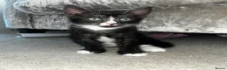 Mixed Breed cats for sale: 2x 8 weeks Beautiful kittens - Advert 6