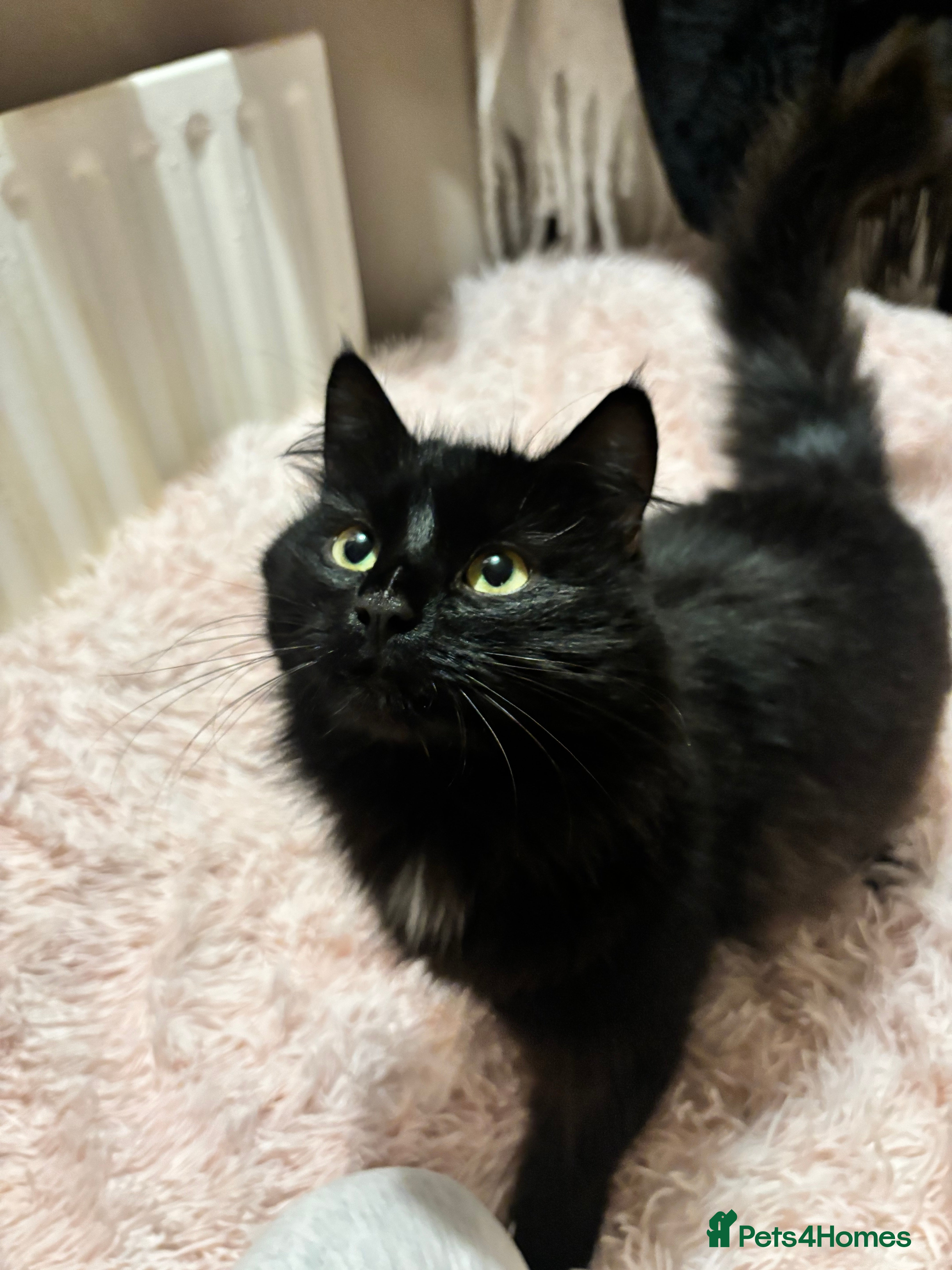 British Longhair cats Kitty looking for a home! in Leicester - Advert 17