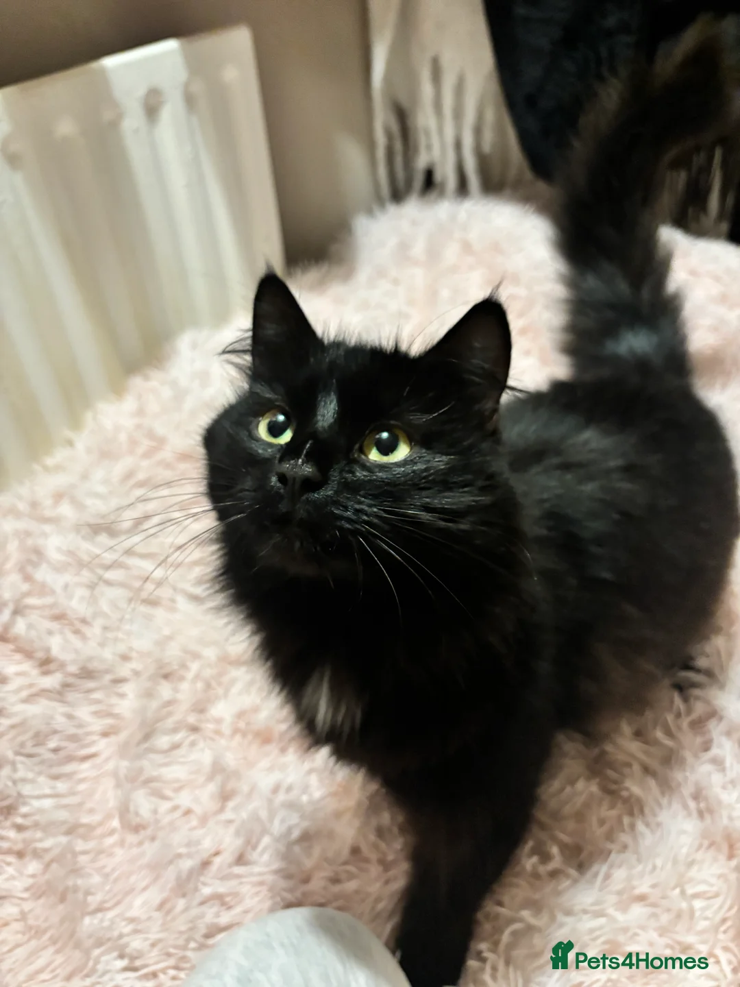 British Longhair cats for sale: Kitty looking for a home! in Leicester - Advert 1