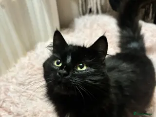 British Longhair cats Kitty looking for a home! in Leicester - Advert 17