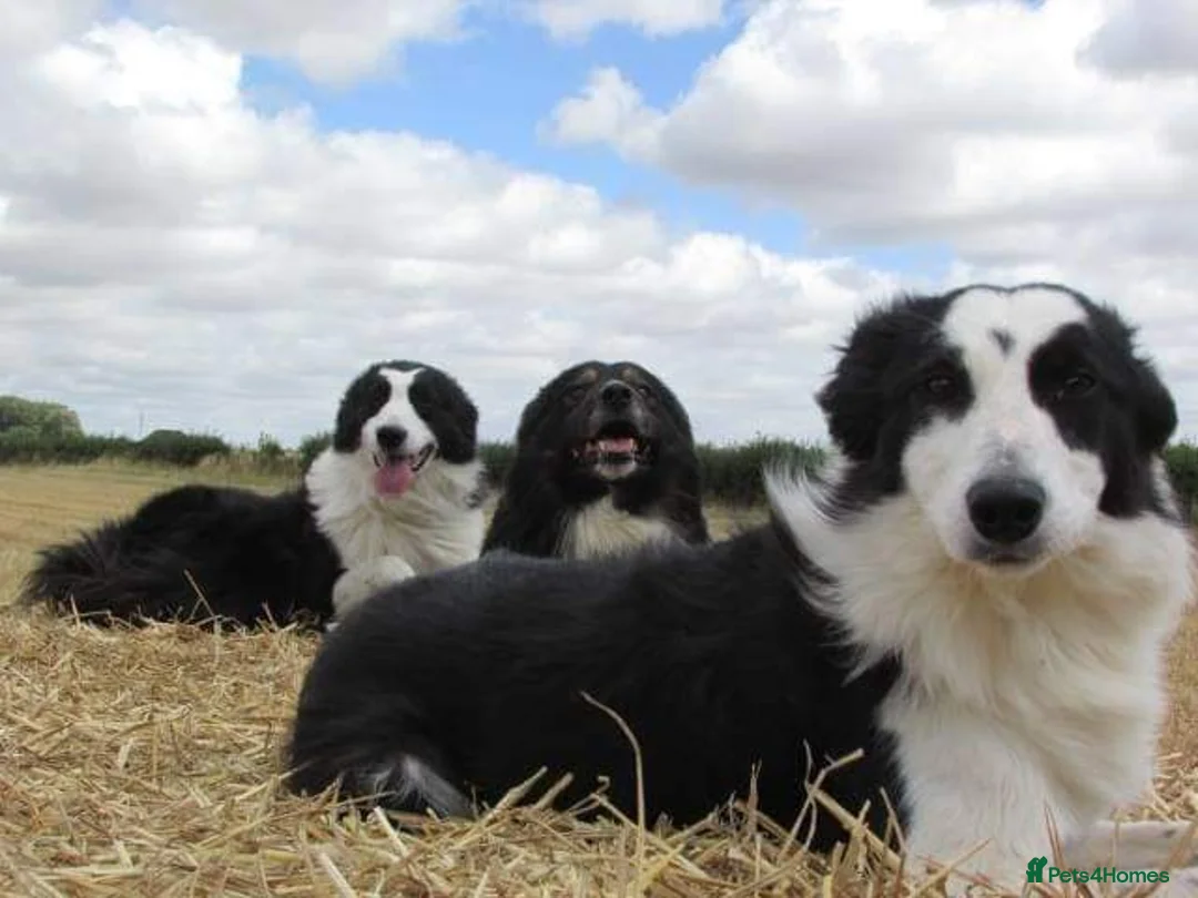 Border Collie dogs for stud: ISDS&KC Fully Tested Border Collie for Stud in Bicester - Advert 38