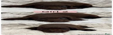 Cockapoo 7
