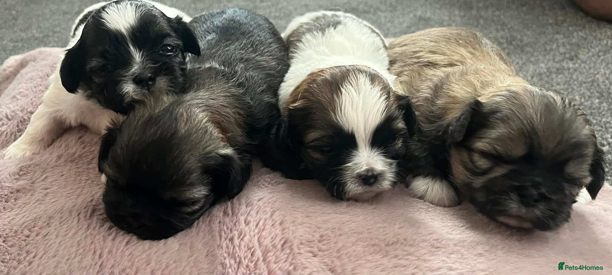 Shih Tzu dogs Shihtzu puppies for sale - Advert 6