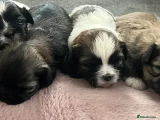 Shih Tzu dogs Shihtzu puppies for sale - Advert 6