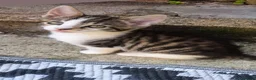 Mixed Breed cats for sale: Male kitten - Advert 7