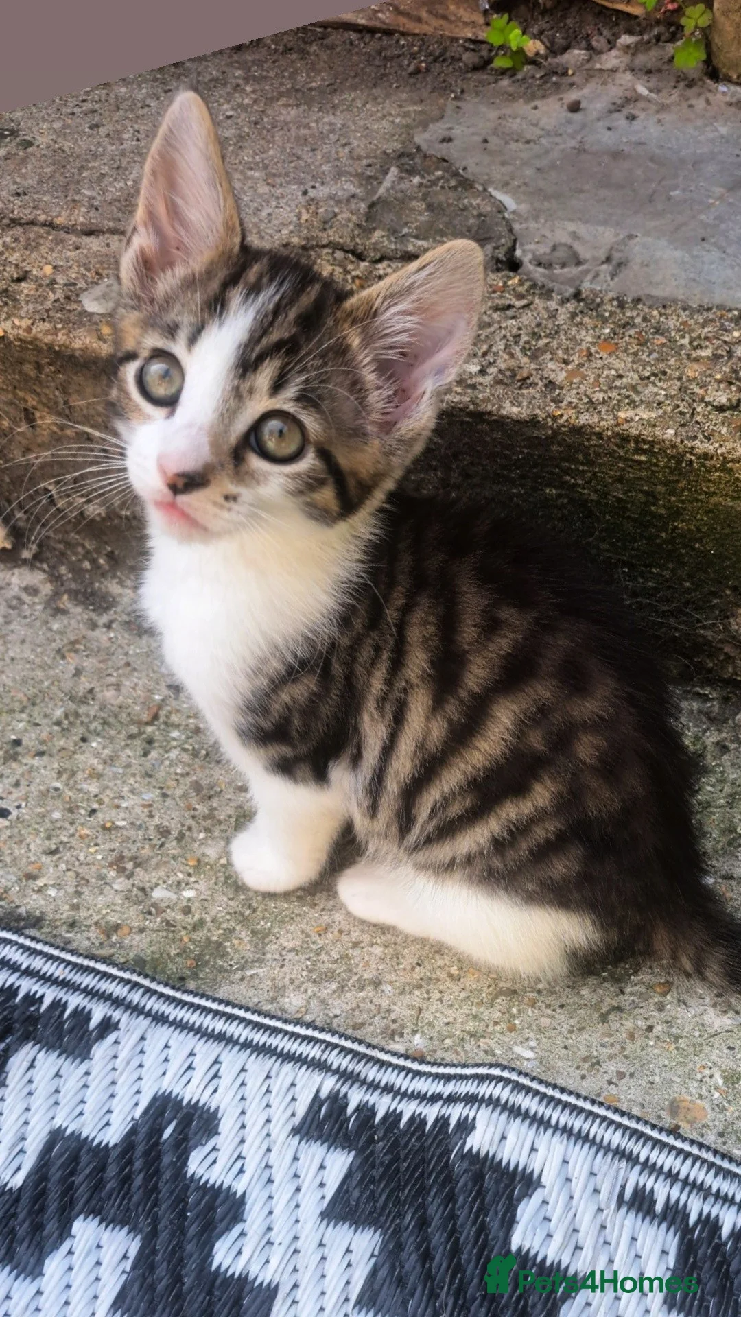 Mixed Breed cats for sale: Male kitten - Advert 7