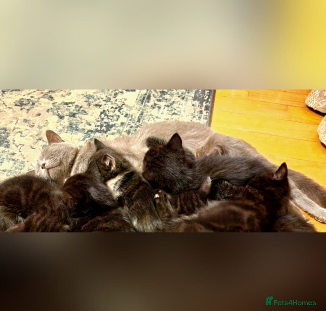 British Shorthair cats Kittens - Advert 11