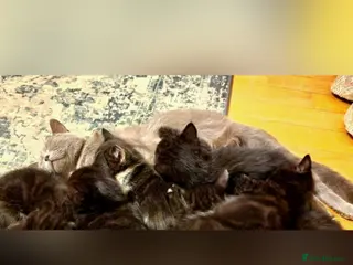 British Shorthair cats Kittens - Advert 11