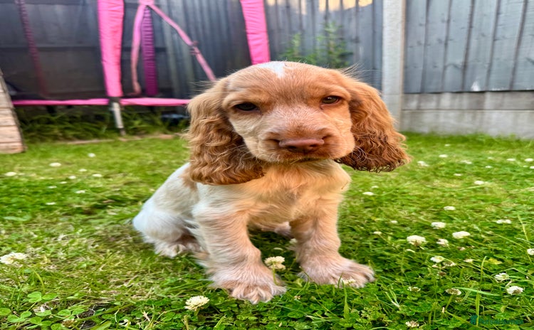 Cocker Spaniel dogs - Advert 6