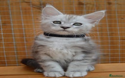 Maine Coon cats for sale: Maine coon kitten silver ticked girl TICA tested - Image 7