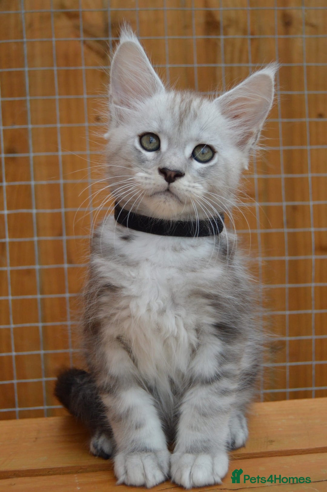 Maine Coon cats for sale: Maine coon kitten silver ticked girl TICA tested - Image 7