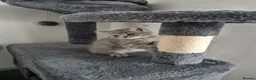British Shorthair cats for sale: British Shorthairs in Keighley - Advert 3