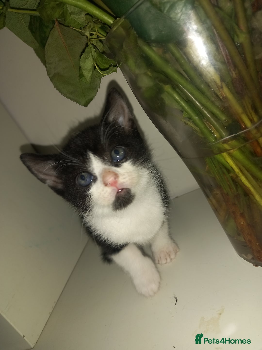 Mixed Breed cats for sale: Kittens looking for their forever loving Home - Advert 5