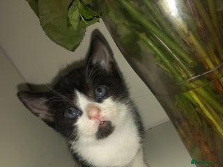 Mixed Breed cats Kittens looking for their forever loving Home - Advert 19