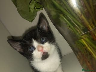 Mixed Breed cats Kittens looking for their forever loving Home - Advert 20