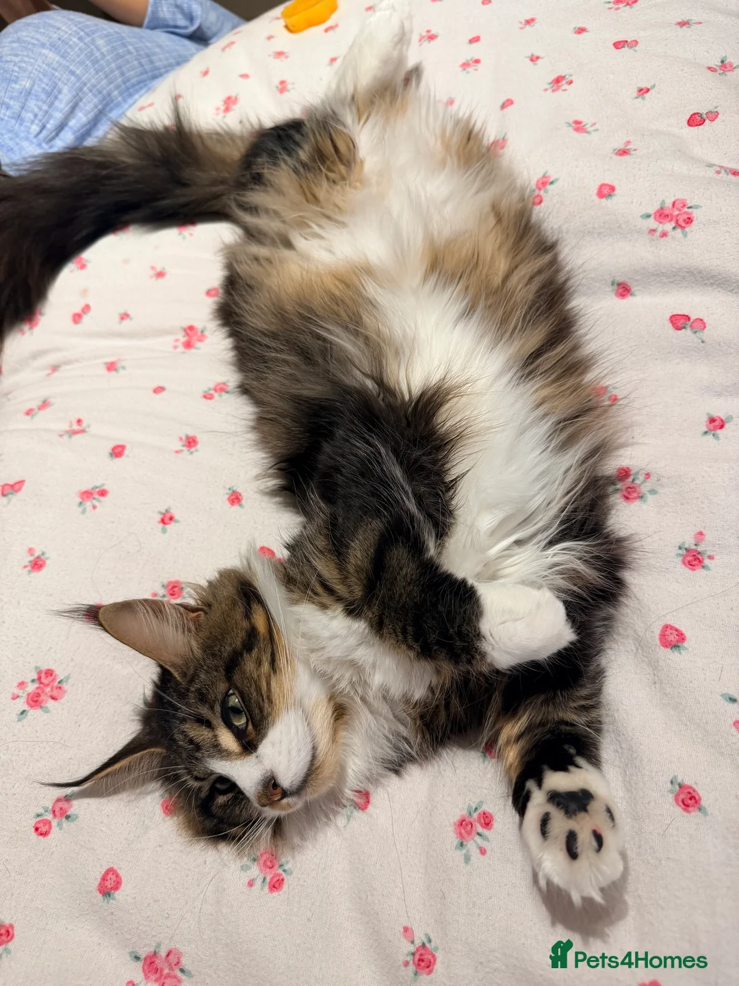 Maine Coon cats for sale: Mainecoon kittens tabby girl and boys  - Advert 2