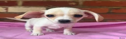 Chiweenie dogs for sale: 🌭♥️ Mexican hotdogs AKA Chiweenies ♥️ 🌭 - Advert 2