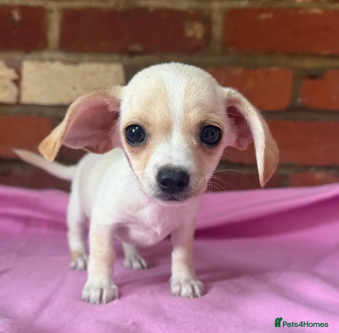 Chiweenie dogs for sale: 🌭♥️ Mexican hotdogs AKA Chiweenies ♥️ 🌭 - Advert 2