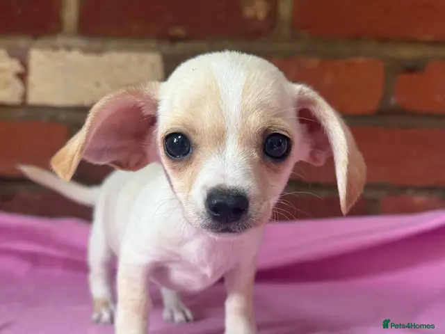 Chiweenie dogs for sale: 🌭♥️ Mexican hotdogs AKA Chiweenies ♥️ 🌭 - Advert 2