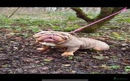 English Bulldog dogs for sale: English Bulldog - KC Registered - 5 generation - Image 2