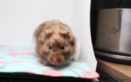 Hamster rodents for sale: Now reserved  - Image 1