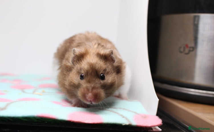 Hamster rodents - Advert 2