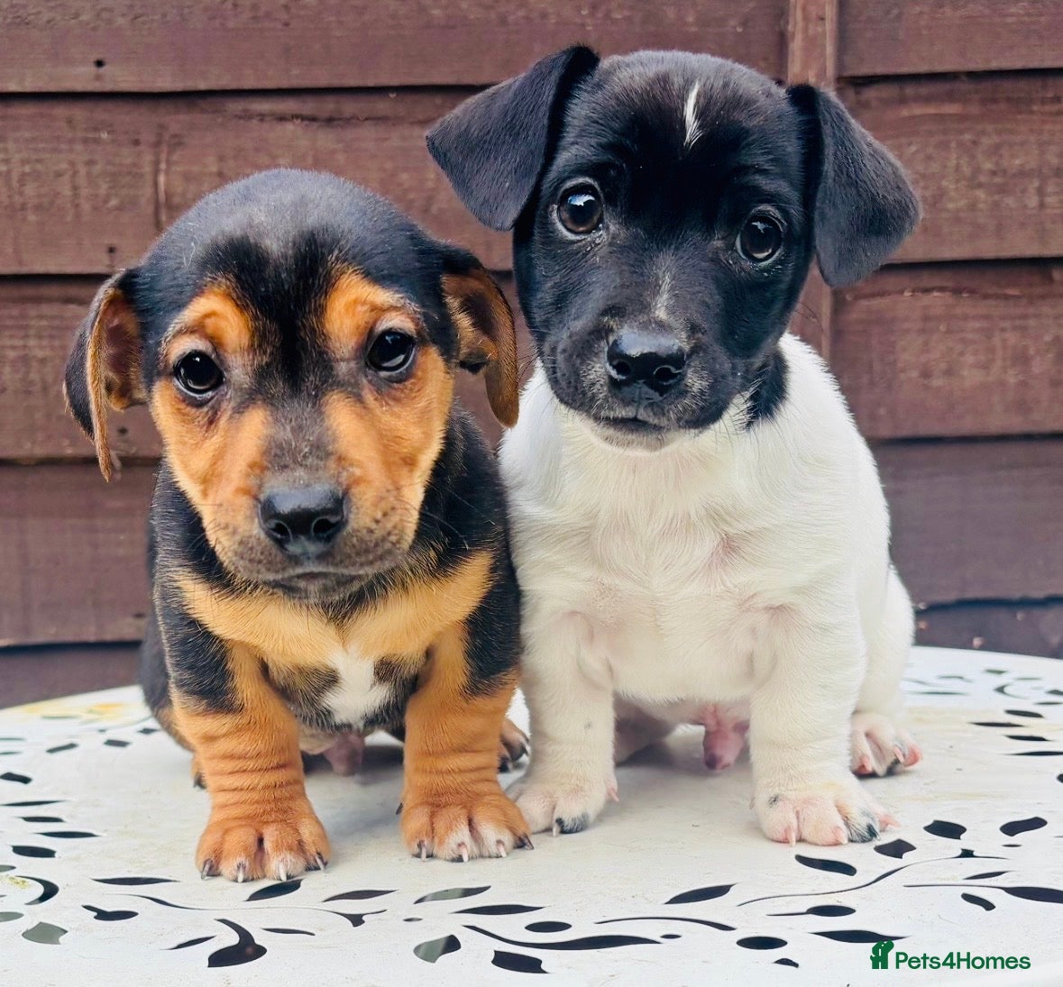 Jack Russell dogs Beautiful Jack Russell babies, ready now  - Advert 9