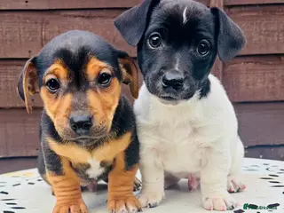 Jack Russell dogs Beautiful Jack Russell babies, ready now - Advert 9