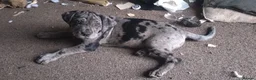 Cane Corso dogs for sale: READY NOW! 4 Female Cane Corso puppies for sale  - Advert 21